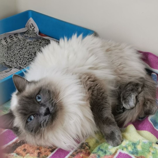 Ragdoll found Denison Rd Dulwich Hill 1 August